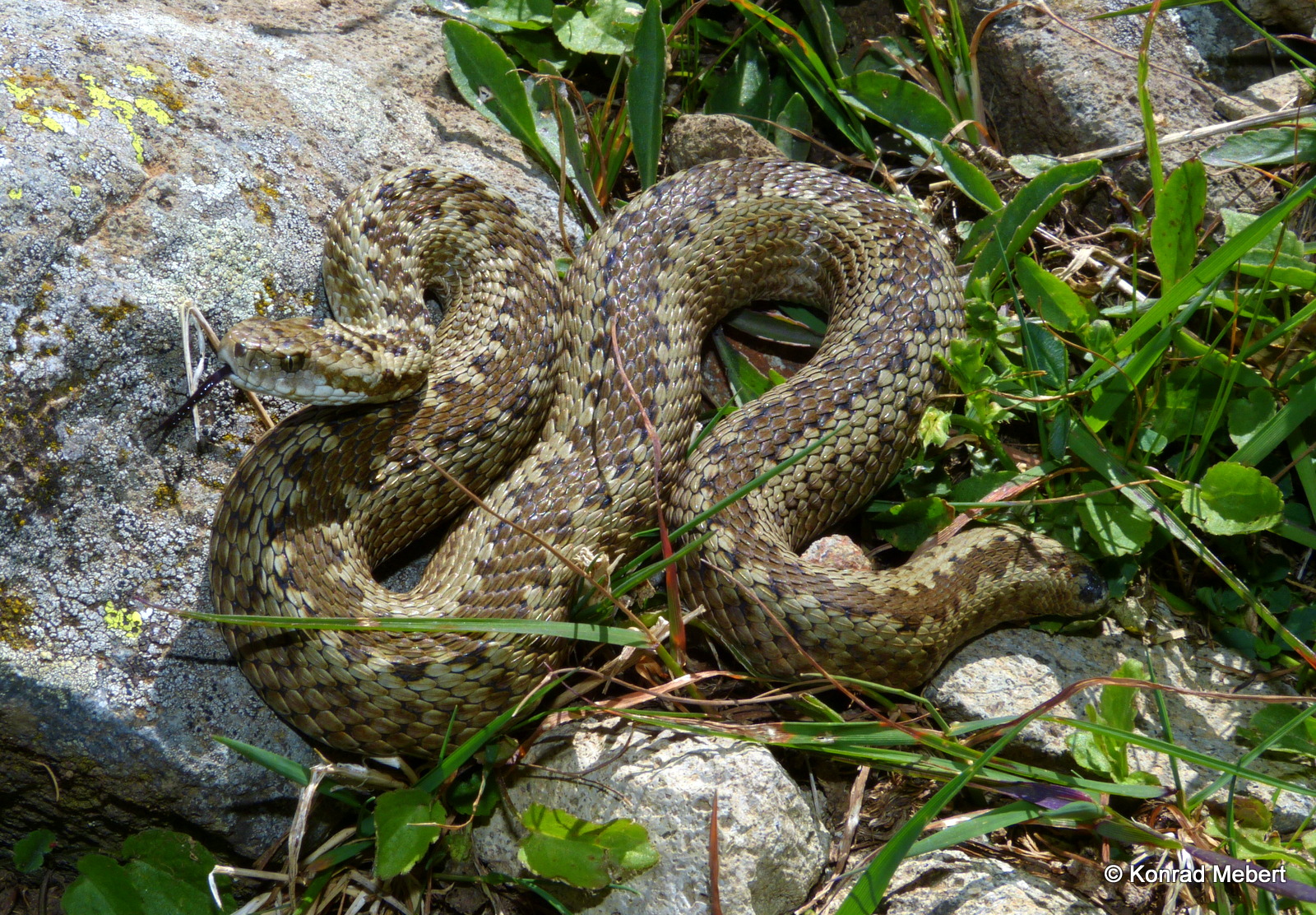 Western Darevsky's Viper (Vipera darevskii sakoi) (3)